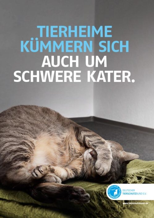 Schwerer Kater