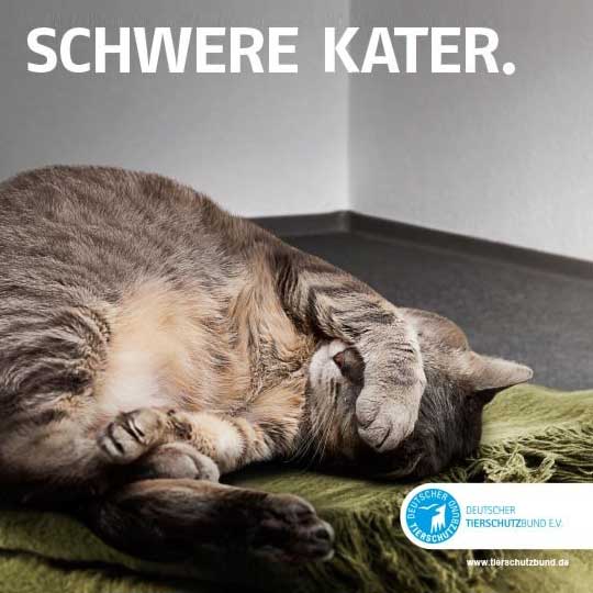 Deutscher Tierschutzbund – Tierheime mit Verbindungen fürs Leben Deutscher Tierschutzbund – Tierheime mit Verbindungen fürs Leben