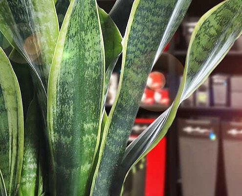 Beitragsansicht Shopkonzept für Lechuza